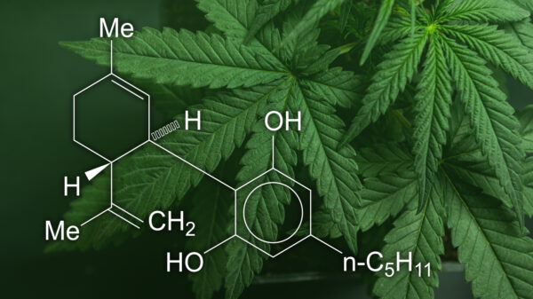The medical use of Cannabis and its derivatives